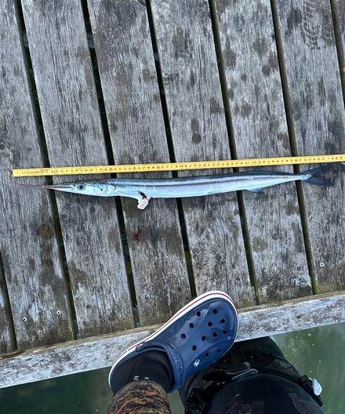 Fedt – Hornfisk fanget af Mand ved Isfjorden