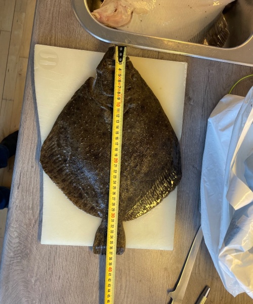 Point jagt – Pighvar fanget af Stor dreng ved Snekkersten havn
