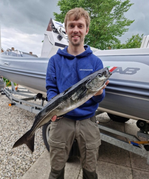 Dk rekord – Sej fanget af StefanSvendsen ved Vesterhav