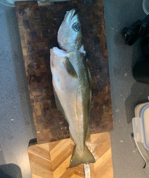 Lubbe – Lubbe fanget af Simon Løv Thomsen ved Vesterhavet