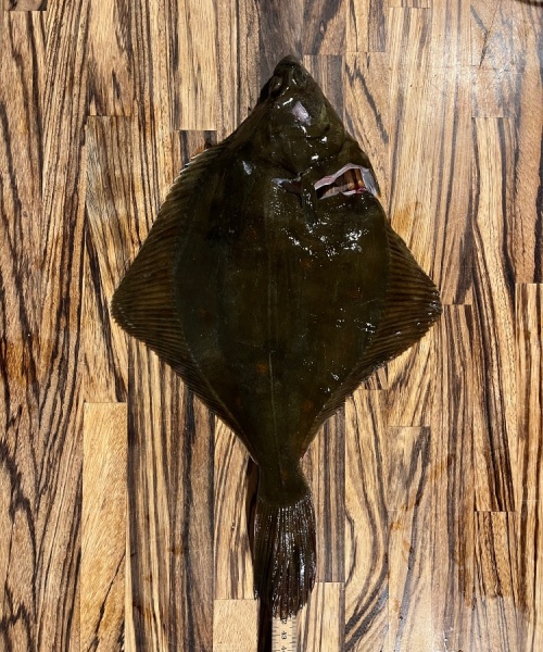 Kredsjagt  – Rødspætte fanget af Nicolaikjær ved Langeland