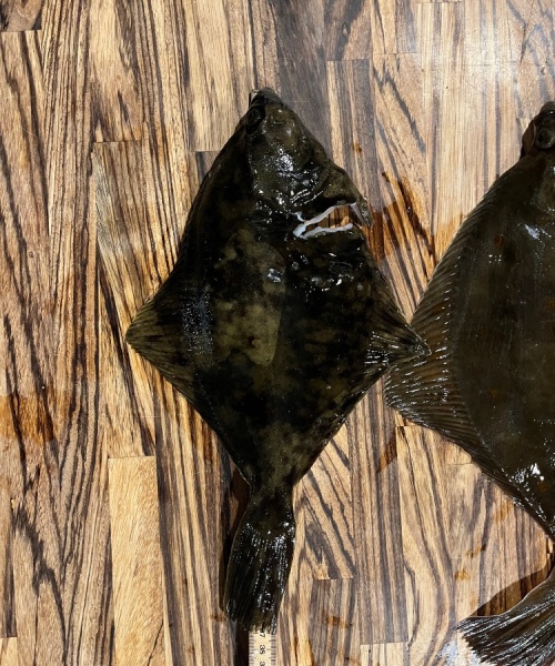 Kredsjagt – Skrubbe fanget af Nicolaikjær ved Langeland