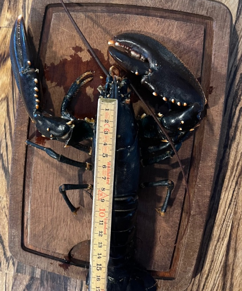 Sol – Hummer fanget af Nicolaikjær ved Fjorden