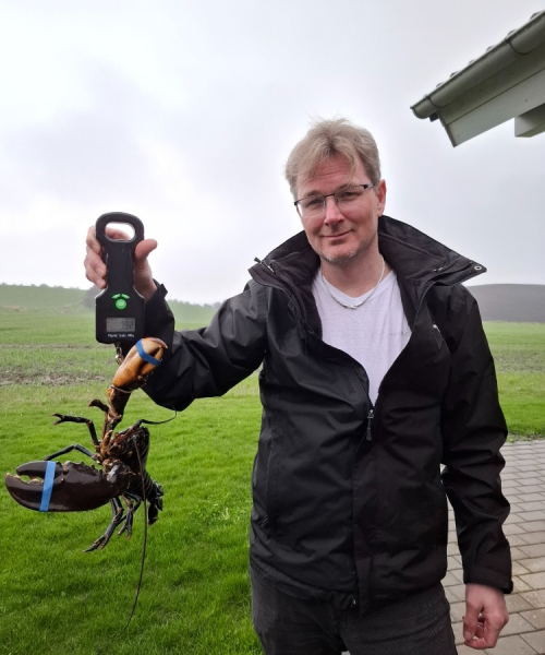 Havbasserne hummertur – Hummer fanget af Mott ved Limfjorden