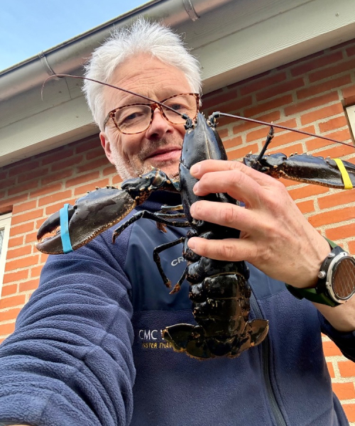 Havbassehummertur – Hummer fanget af frankgellert ved Limfjorden