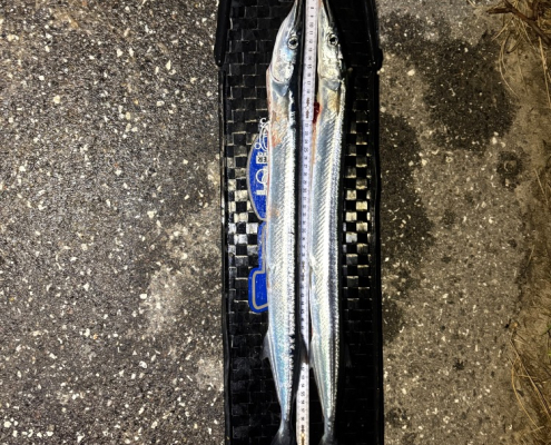 Lystfiskere langskysten2 – Hornfisk fanget af frankgellert ved Nordkysten