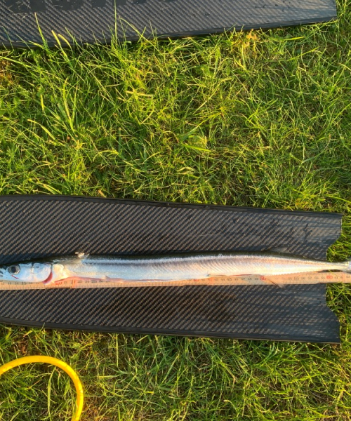 Hornfisk fanget af BasVG ved Fyn