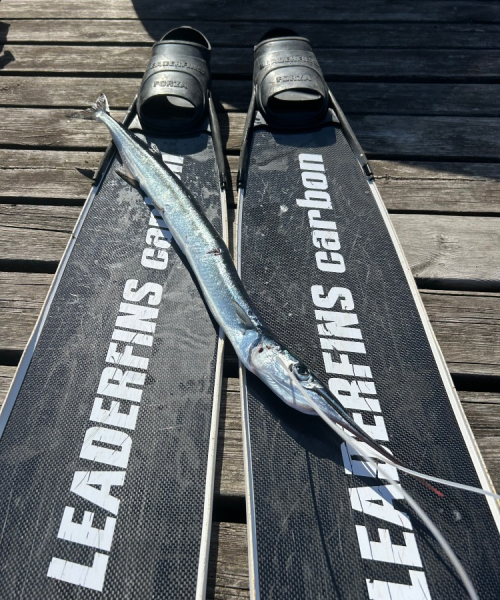 Hornfisk  – Hornfisk fanget af Kristian_Kramer ved Frederikshavn