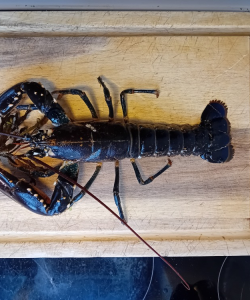 Hummer fanget af Jonas ved Østjylland