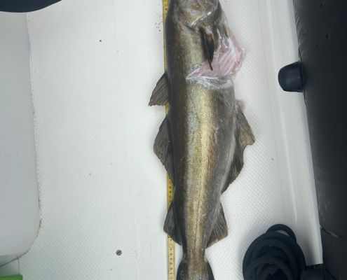Mange fisk – Lubbe fanget af Kristian_Kramer ved Vestkysten