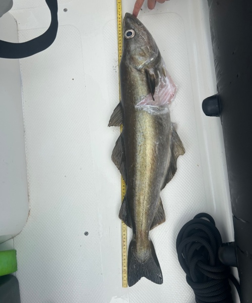 Mange fisk – Lubbe fanget af Kristian_Kramer ved Vestkysten