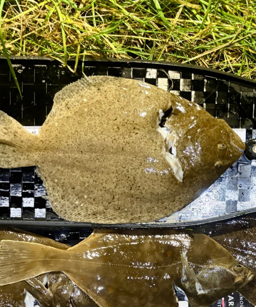Få ogSmåFisk1 – Slethvarre fanget af frankgellert ved  Nordkysten